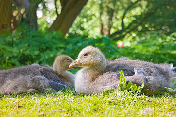 young greylag goose on green grass