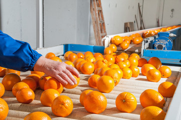Manual checking of tarocco oranges in the carriage of a modern production line