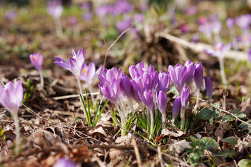 Crocuses in the spring garden