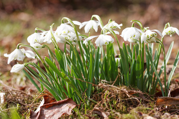 Snowdrops in a spring garden
