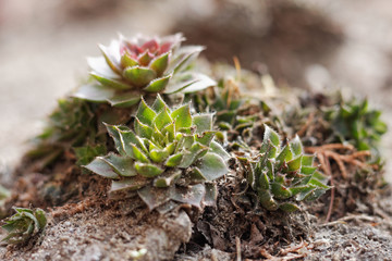 Jovibarba plants in the stone garden