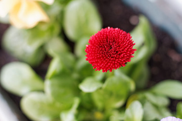 Red daisy flower, bellis
