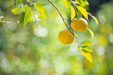 Citrus colors. シトラスの色