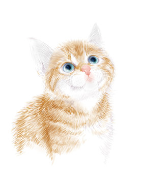 Little kitten the red marble coloring.  Ginger fluffy kitten. Portrait oh the cat. House pet. Suitable for t-shirt design