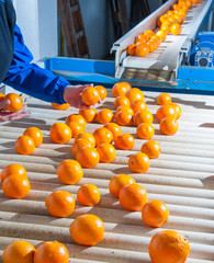 Manual checking of tarocco oranges in the carriage of a modern production line