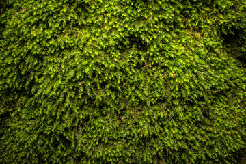 Green moss pattern, texture, background. closeup, macro