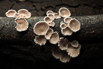 Cluster of tree fungus (mushroom, toadstool) detailed well lit macro image