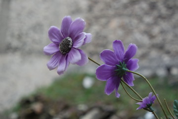 beautiful purple flowers   