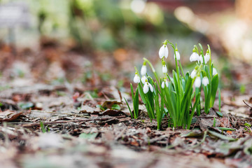 Snowdrop (Galanthus) flowers makes the way through fallen leaves. Natural spring background. Moscow, Russia.