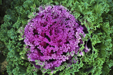 decorative cabbage