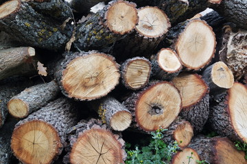 Small stack of dry firewood            