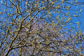 Part of a willow tree with willow catkins in early spring. On the banks of the river Salzach. Salzburg, Austria, Europe.