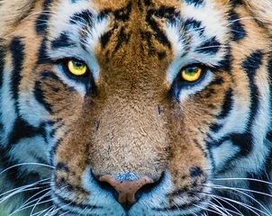 Schilderijen op glas piercing Tiger eyes © thecoach1