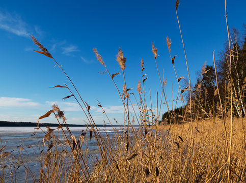 Gold Cane And The Blue Sky