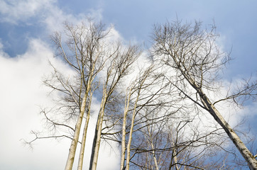 Fototapeta na wymiar Trees with blue sky