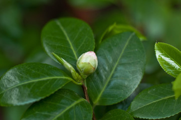 Spring flowering of subtropical plants. Subtropical flowers, the beginning of spring flowering, natural lighting.