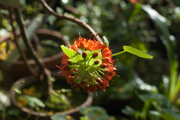 Spring flowering of subtropical plants. Subtropical flowers, the beginning of spring flowering, natural lighting.