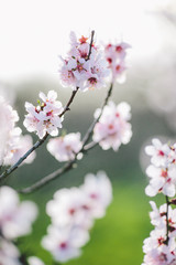 Spring Blossom Artistic shot background