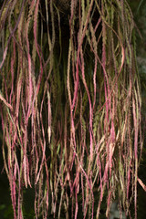 Flowing shoots of plants. Flower texture, background. Toned.