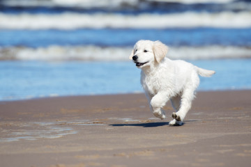 golden retriever puppy running on a beach