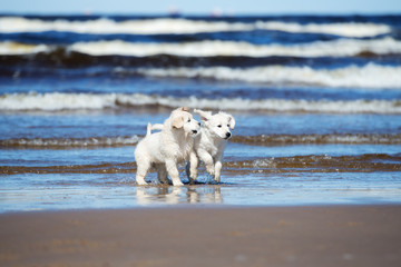 Fototapeta premium two golden retriever puppies playing on a beach