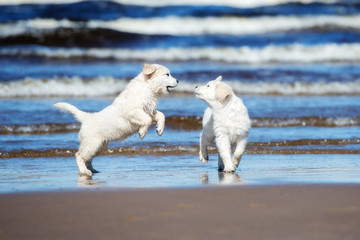 two golden retriever puppies playing on a beach