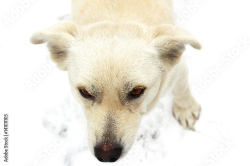 Beautiful White Dog With Bright Eyes Orange Eyes Dog In