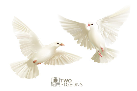 Two white pigeons isolated