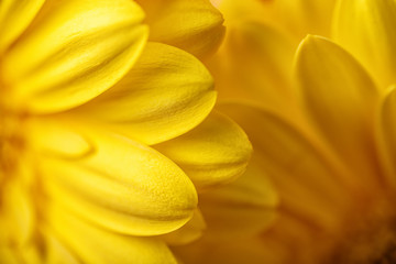 photo of yellow gerberas, macro photography and flowers background. yellow daisy - obrazy, fototapety, plakaty