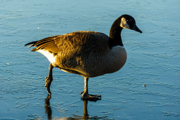 goose on a snow covered lake in winter