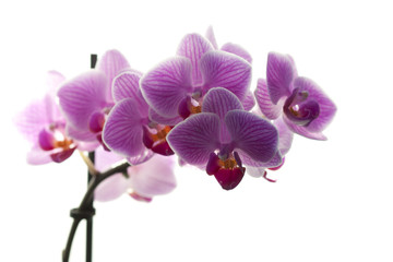 Fototapeta na wymiar lila Orchidee vor weißem Hintergrund