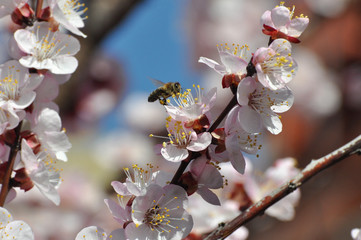 Peach tree in full blossom. Honey Bee pollinating peach flower. Tree in bloom in spring
