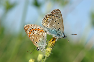 Pair butterflies