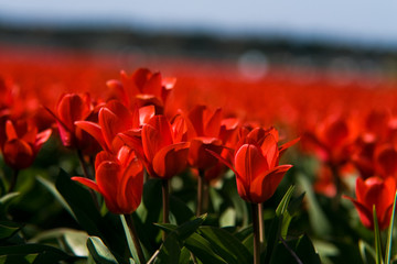 Red Tulips in Spring Field Background