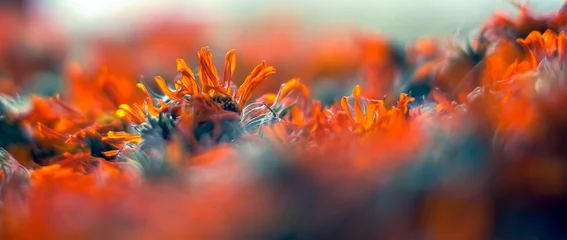 Rolgordijnen Gedroogde bloemen © Roberto Sorin