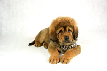 Mastiff z beczką i liną © DesignArt.pl