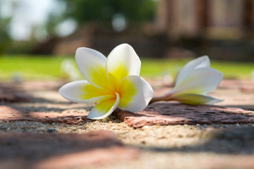 Fototapeta na wymiar Plumeria