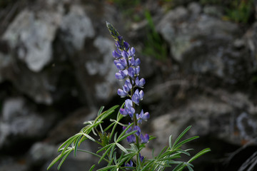 Branch of blue flowers