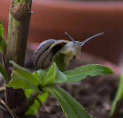 Snail