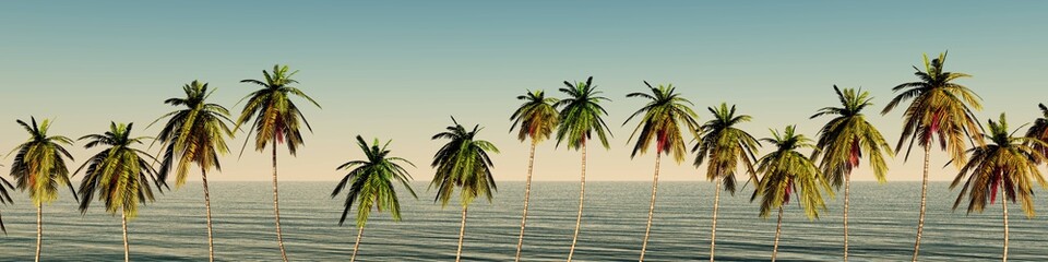 Obraz premium Coconut palm trees in a row, coconut grove 