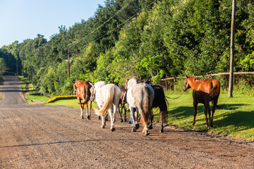 Race Horses Grooms Walking Countryside Road