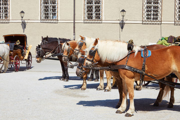 Pferde und Kutschen in Salzburg, Österreich