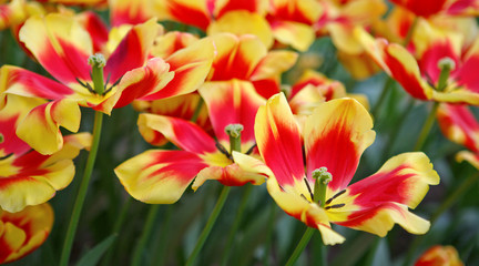 Fototapeta na wymiar Red and orange tulips background.