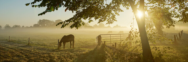Fototapeta Lonely horse on an autumnal pasture obraz