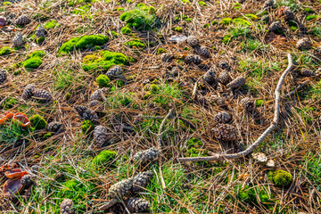 Forest floor with moss, pine cones and pine needles from close
