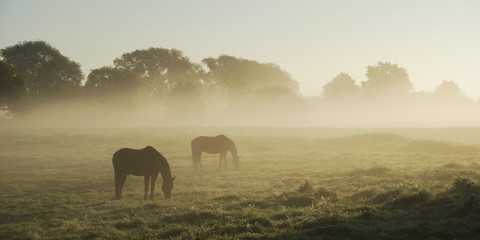 Two horses on a foggy morning © Dirk70