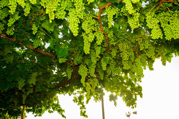 Fototapeta premium Vineyard of white grapes