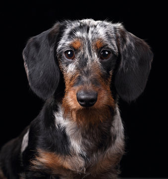 Funny dachshund dog, portrait on a black background