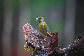 Blue Tit Bird close-up
