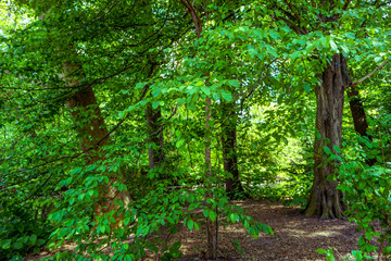 green forest in summer